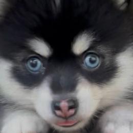Storm - Black and white female Pomsky puppy in Spring Hill, Florida from PDQ Pomskies