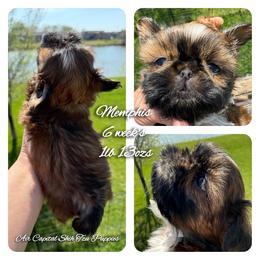 Memphis - Red male Shih Tzu puppy in Maize, Kansas from Air Capital Shih Tzu Puppies