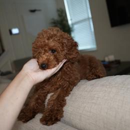 Mocha - Red  female Poodle puppy in Miami, Florida from Coffee's Heartline Poodles