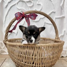 Pembroke Welsh Corgi Puppies from Flat town corgis