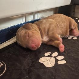 Austin (Auggie) - Red  male Goldendoodle puppy in Rocky Point, North Carolina from CelticDoods