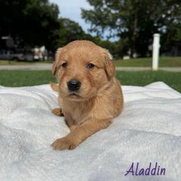 Aladdin - Golden male Golden Retriever puppy in Simpsonville, South Carolina from Upstate Revival Retrievers