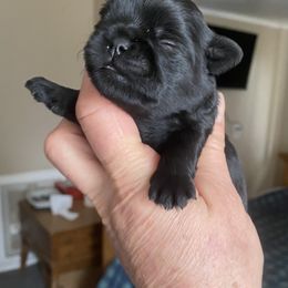 Boy 3 - Black Affenpinscher puppy in Oklahoma from Ter’Avalon Kennel