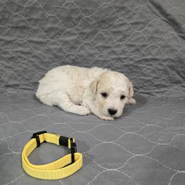 Yellow - White and apricot male Bichon Frise puppy in Pickens, South Carolina from Beloved Bichon