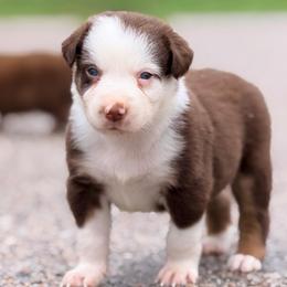 Finn AKC - Red tri-color male Australian Shepherd puppy in Polk City, Florida from Skaky Shepherds