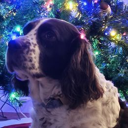 Sky - English Springer Spaniel