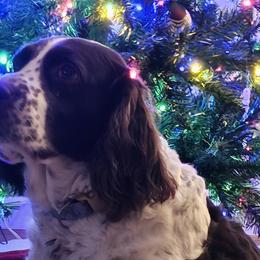 Sky - English Springer Spaniel