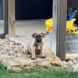 Purple collar female - Brown female Boerboel puppy in Guysville, Ohio from Fueled Kennel