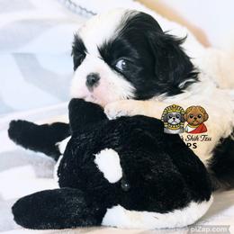 Oreo - Black and white male Shih Tzu puppy in Walkertown, North Carolina from Lil’ Bit’s Shih Tzu