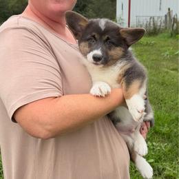 Buddy - Black and tan male American Corgi puppy in Stuart, Iowa from Johnson Family Paws