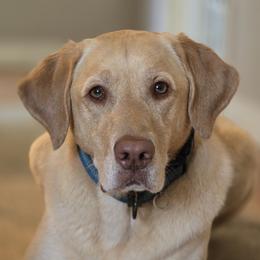 Future - Yellow male Labrador Retriever puppy in Rapid City, South Dakota from LuLu Ridge Pups