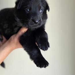 German Shepherd Puppies from Von Schwarzen Herz German Shepherds