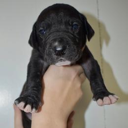 Woodford Reserve - Black and white male Great Dane puppy in Chapmansboro, Tennessee from Balthrop Bend Farms
