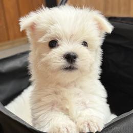 Maltese Puppies from Ayres to Heirs Puppy Co.