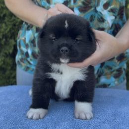 Girl 3 - Black female Akita puppy in Coopersburg, Pennsylvania from Main Street Akitas