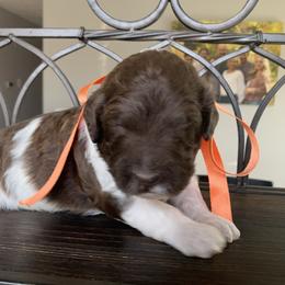 Neteyam - Parti male Labradoodle puppy in Murray, Utah from Swann's Kennels