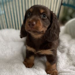 Dachshunds from Dukers Dachshunds