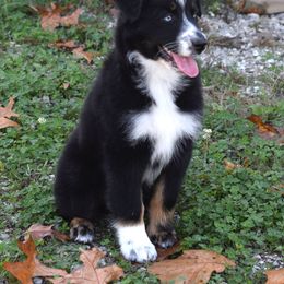 Ariel - Black tri-color female Australian Shepherd puppy in Falcon, Missouri from www.maubachranch.com
