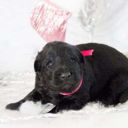 German Shepherd Puppies from Journey's German Shepherds (Kennel Vom Himmel)