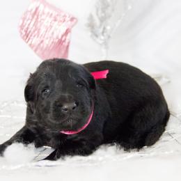 German Shepherd Puppies from Journey's German Shepherds (Kennel Vom Himmel)