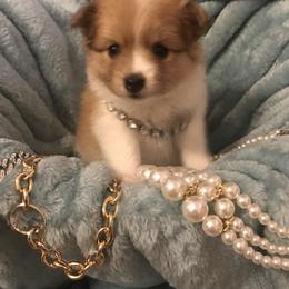Pomeranian Puppies from Regal Poms