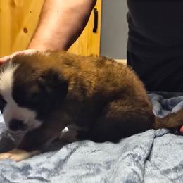Delphi - Brown and white female Saint Bernard puppy in Clover, South Carolina from Sweetest Saints
