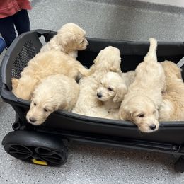 Goldendoodle Puppies from Lakes Golden Doodles