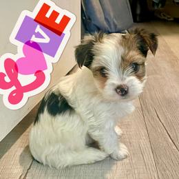 Charlie - Parti male Yorkshire Terrier puppy in Yukon, Oklahoma from Sweet Pea's Yorkies