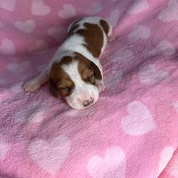 Harry - Piebald male Dachshund puppy in Lake City, Florida from My Ditzy Doxies of Florida