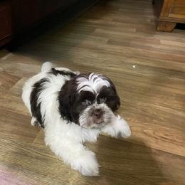 Shih Tzu Puppies from TACG