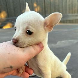 Tiny Polaris - Cream and white female Chihuahua puppy in Alvord, Texas from Gift of Gods Favor