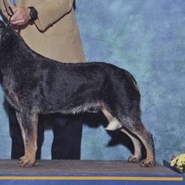 Australian Cattle Dogs from Buckaroo Cattle Dogs