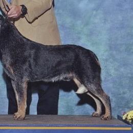 Australian Cattle Dogs from Buckaroo Cattle Dogs