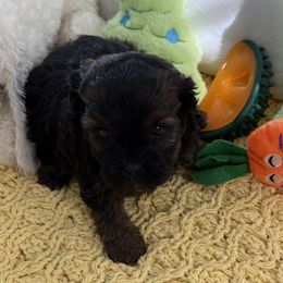 Astrid - Black female Shihpoo puppy in Colonial Beach, Virginia from BeachRidge Pups