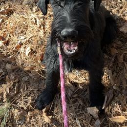 Becca - Black female Giant Schnauzer puppy in Bois D’arc, Missouri from Down Low Kennels