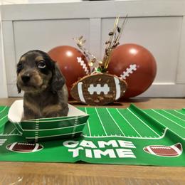 Dapple - Dapple male Dachshund puppy in Crestview, Florida from Neverending Dachies