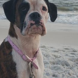 Tilly - Boxer