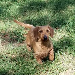 Kunz - Dachshund