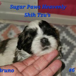 Bruno 6th born - Tricolor male Shih Tzu puppy in Havelock, North Carolina from Sugar Paws Heavenly Shih Tzu’s