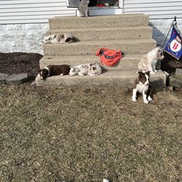 Border Collie Puppies from Pineview Farm
