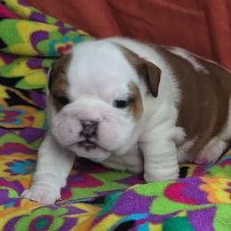 Lola - Red brindle and white female Bulldog puppy in Arlington, Washington from Stout's Hunting Labs and trsbullies