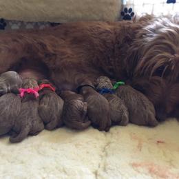 Goldendoodle Puppies from Carefree Goldendoodles