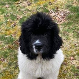 Newfoundland Puppies from Kodiak Acres