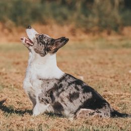 Cardigan Welsh Corgi and Pembroke Welsh Corgi Puppies from Southern Rose Corgis