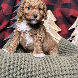 Lemon - Red  female Poodle puppy in Queen Creek, Arizona from Desert Born Kennel