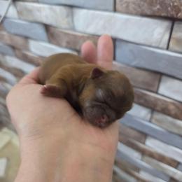Parker - Red male Shih Tzu puppy in Richmond, Texas from Aleka Shih Tzu