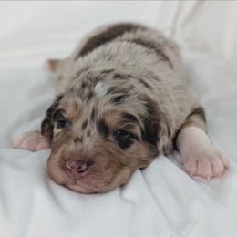 Boy 4 Black - Red merle male Australian Shepherd puppy in Yakima, Washington from Naches Heights Ranch