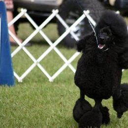 Poodles from Karen Kazma's Poodles