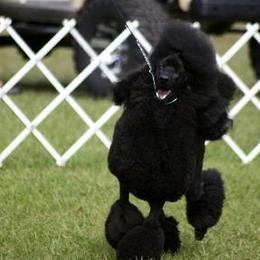 Poodles from Karen Kazma's Poodles