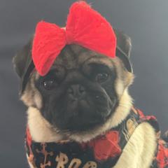 Charlotte - Pug